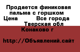 Продается финиковая пальма с горшком › Цена ­ 600 - Все города  »    . Тверская обл.,Конаково г.